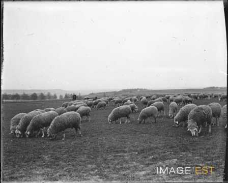 Troupeau de moutons au pâturage (Lorraine)